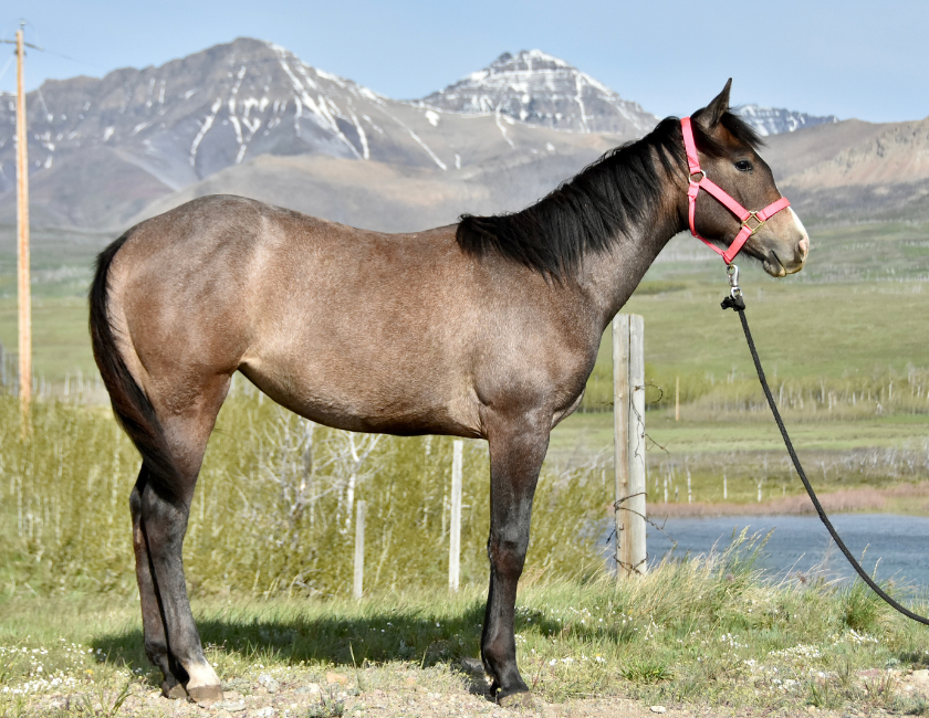 Bay quarter horse mare in pink halter, standing against mountain backdrop in Waterton, Alberta. Barn name, "Florence," Registered Name "RHR Bella Hancock"