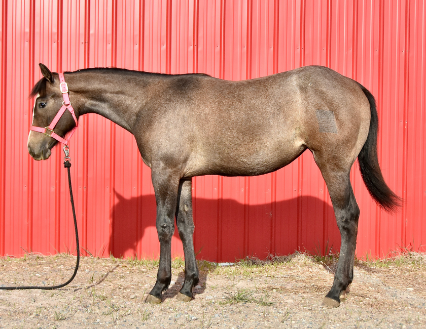 Bay quarter horse mare in pink halter, standing against barn backdrop in Waterton, Alberta. Barn name, "Florence," Registered Name "RHR Bella Hancock"
