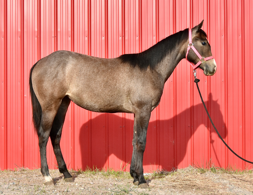 Bay quarter horse mare in pink halter, standing against barn backdrop in Waterton, Alberta. Barn name, "Florence," Registered Name "RHR Bella Hancock"