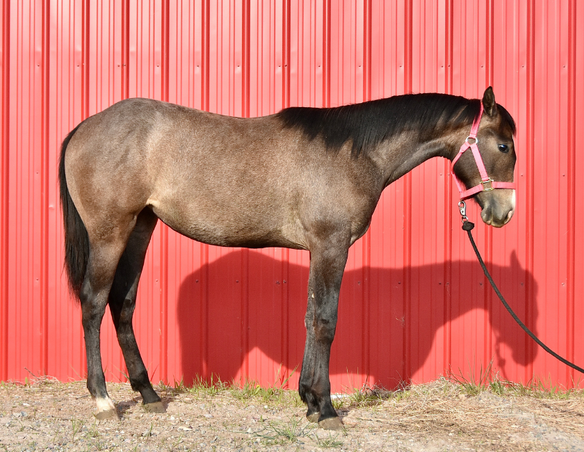 Bay quarter horse mare in pink halter, standing against barn backdrop in Waterton, Alberta. Barn name, "Florence," Registered Name "RHR Bella Hancock"