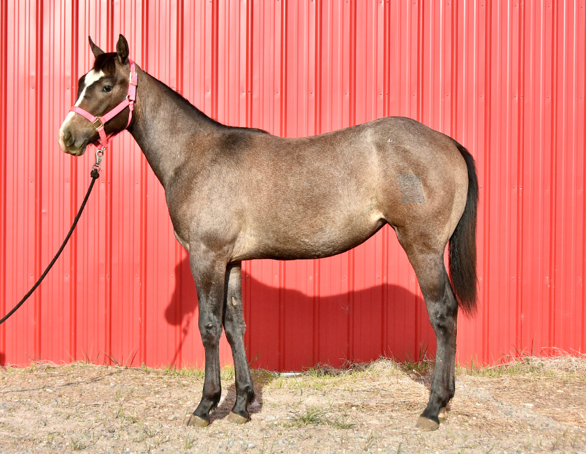 Bay quarter horse mare in pink halter, standing against mountain backdrop in Waterton, Alberta. Barn name, "Florence," Registered Name "RHR Bella Hancock"