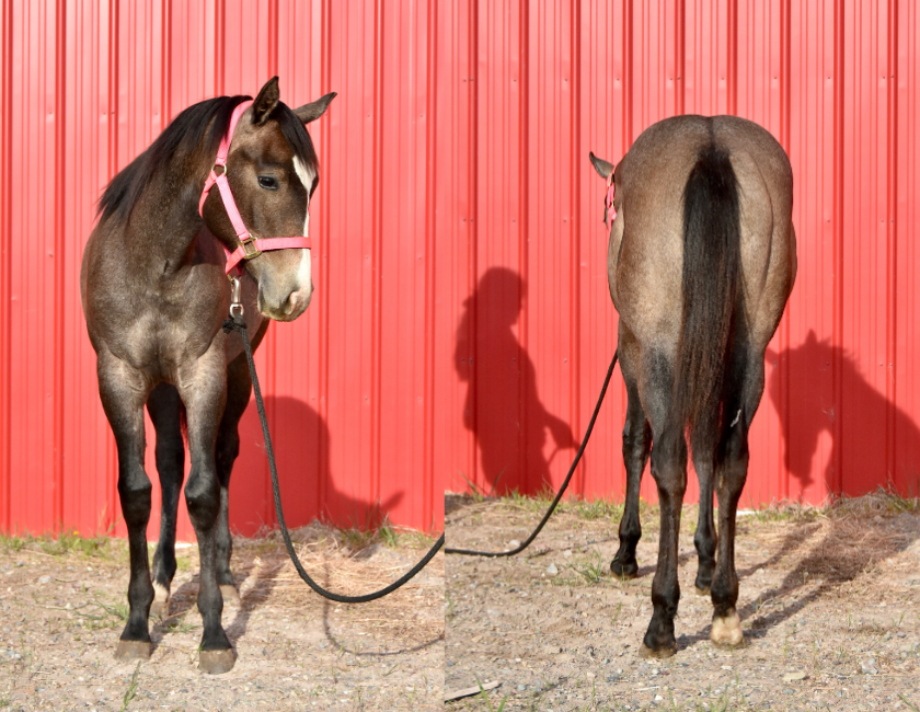 Bay quarter horse mare in pink halter, standing against mountain backdrop in Waterton, Alberta. Barn name, "Florence," Registered Name "RHR Bella Hancock"