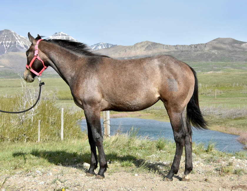 Bay quarter horse mare in pink halter, standing against mountain backdrop in Waterton, Alberta. Barn name, "Florence," Registered Name "RHR Bella Hancock"