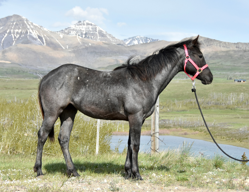 Blue Roan quarter horse mare in pink halter, standing against barn backdrop in Waterton, Alberta. Barn name, "Grenada," Registered Name "RHR Valentine Isle"