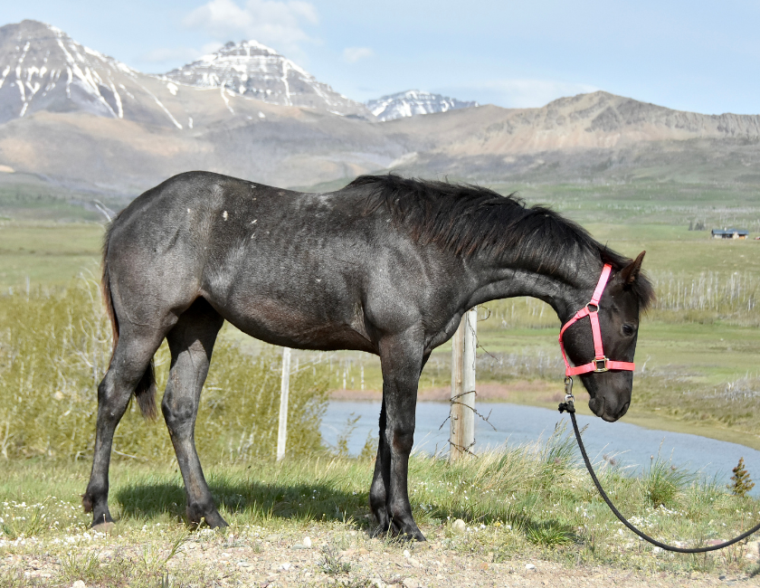 Blue Roan quarter horse mare in pink halter, standing against mountain backdrop in Waterton, Alberta. Barn name, "Grenada," Registered Name "RHR Valentine Isle"