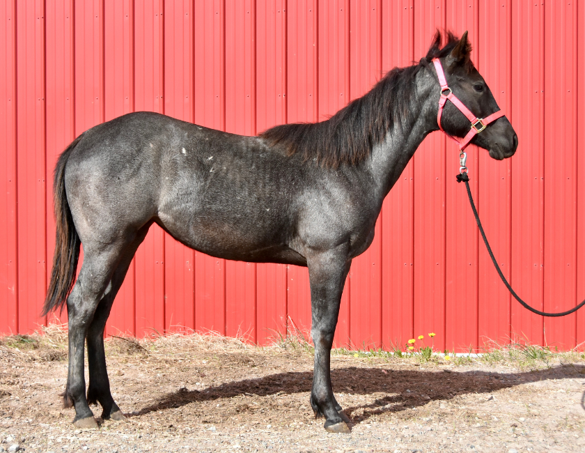 Blue Roan quarter horse mare in pink halter, standing against barn backdrop in Waterton, Alberta. Barn name, "Grenada," Registered Name "RHR Valentine Isle"