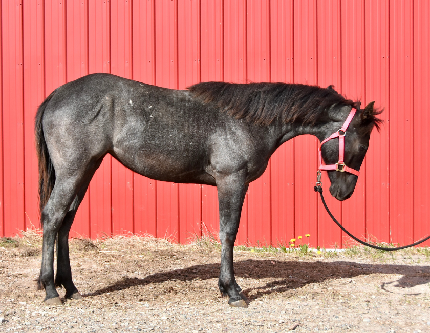 Blue Roan quarter horse mare in pink halter, standing against barn backdrop in Waterton, Alberta. Barn name, "Grenada," Registered Name "RHR Valentine Isle"