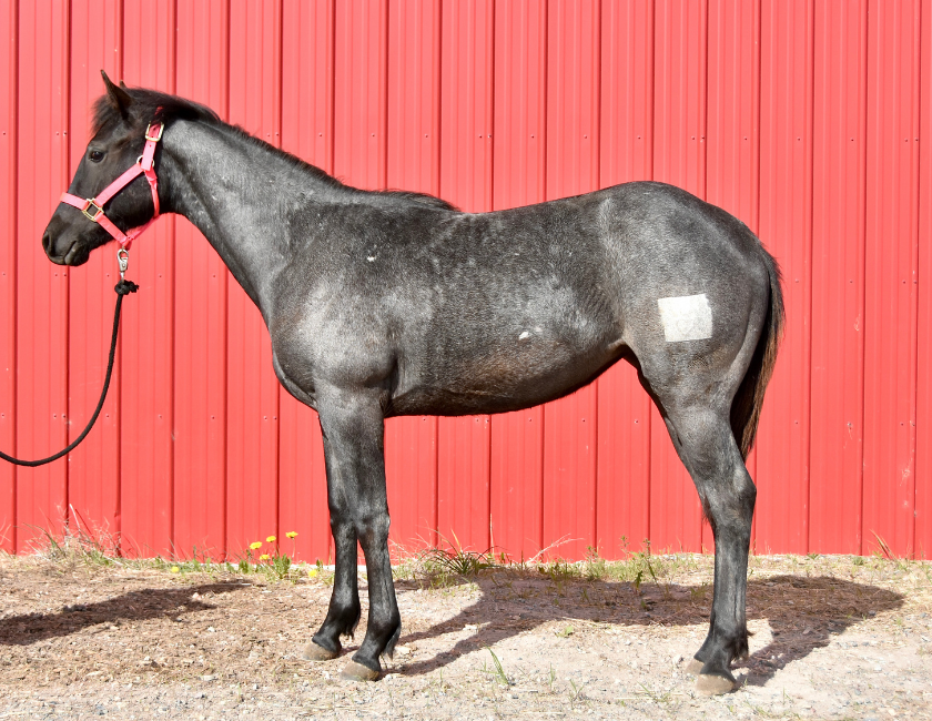 Blue Roan quarter horse mare in pink halter, standing against barn backdrop in Waterton, Alberta. Barn name, "Grenada," Registered Name "RHR Valentine Isle"