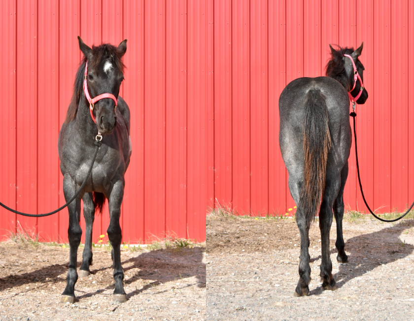 Blue Roan quarter horse mare in pink halter, standing against barn backdrop in Waterton, Alberta. Barn name, "Grenada," Registered Name "RHR Valentine Isle"