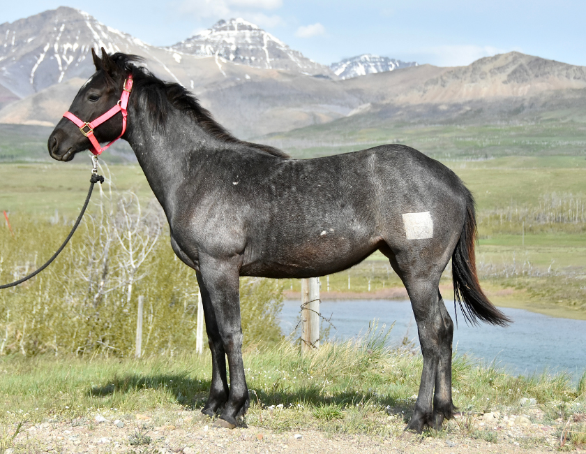Blue Roan quarter horse mare in pink halter, standing against barn backdrop in Waterton, Alberta. Barn name, "Grenada," Registered Name "RHR Valentine Isle"