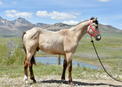 RHR Glacier King – “Hyder”