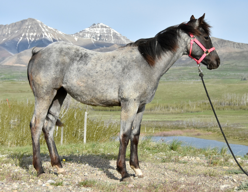 Blue Roan quarter horse mare in pink halter, standing against mountain backdrop in Waterton, Alberta. Barn name, "Kyoto," Registered Name "RHR Bluemoon Babe"