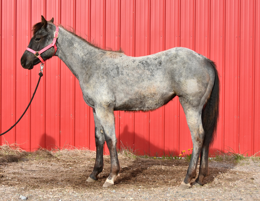 Blue Roan quarter horse mare in pink halter, standing against red barn backdrop in Waterton, Alberta. Barn name, "Kyoto," Registered Name "RHR Bluemoon Babe"