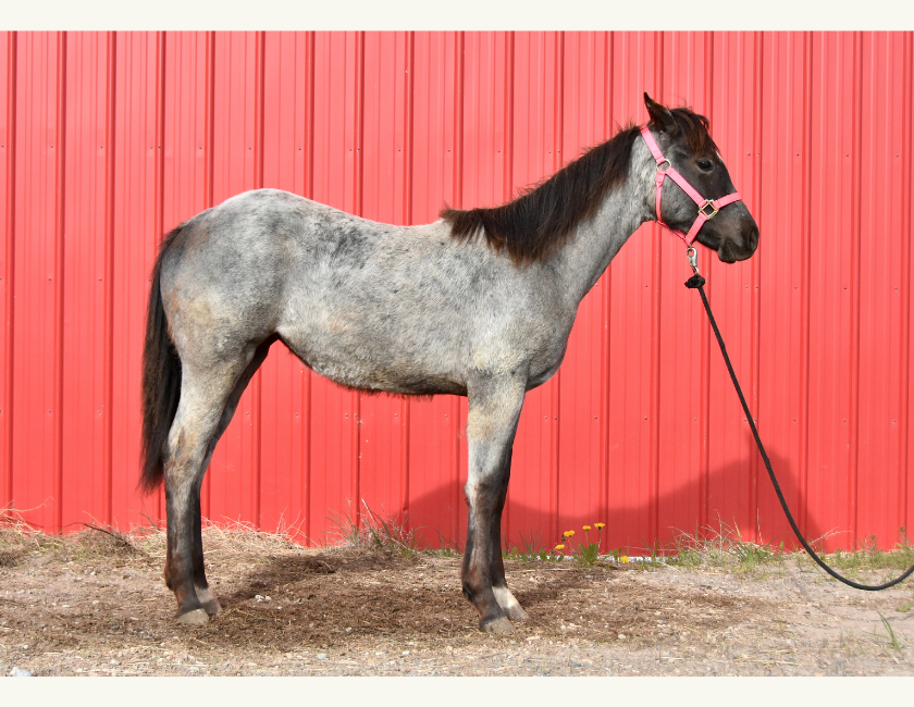 Blue Roan quarter horse mare in pink halter, standing against red barn backdrop in Waterton, Alberta. Barn name, "Kyoto," Registered Name "RHR Bluemoon Babe"