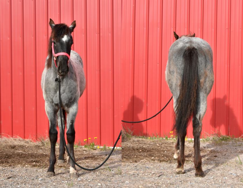 Blue Roan quarter horse mare in pink halter, standing against red barn backdrop in Waterton, Alberta. Barn name, "Kyoto," Registered Name "RHR Bluemoon Babe"