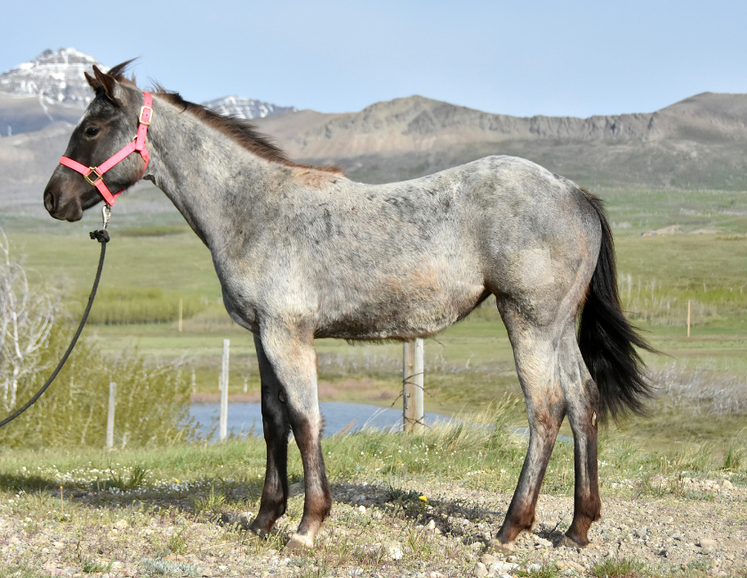 Blue Roan quarter horse mare in pink halter, standing against mountain backdrop in Waterton, Alberta. Barn name, "Kyoto," Registered Name "RHR Bluemoon Babe"