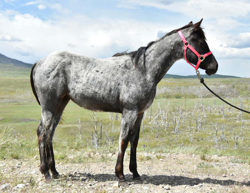 Blue Roan quarter horse mare in pink halter, standing against mountain backdrop in Waterton, Alberta. Barn name, "Maui," Registered Name "RHR Givem Bluewaves"