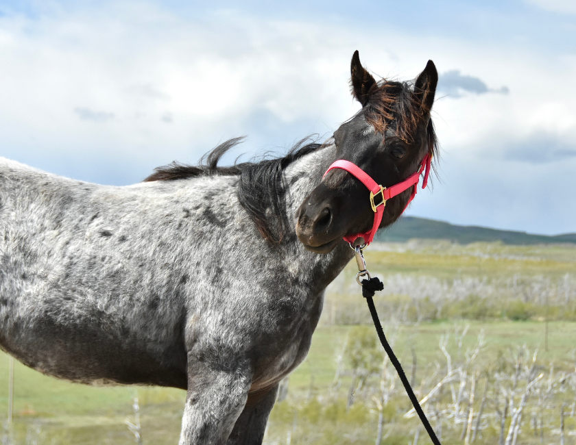 Blue Roan quarter horse mare in pink halter, standing against mountain backdrop in Waterton, Alberta. Barn name, "Maui," Registered Name "RHR Givem Bluewaves"