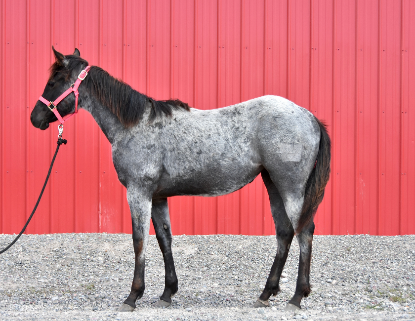 Blue Roan quarter horse mare in pink halter, standing against red barn backdrop in Waterton, Alberta. Barn name, "Maui," Registered Name "RHR Givem Bluewaves"