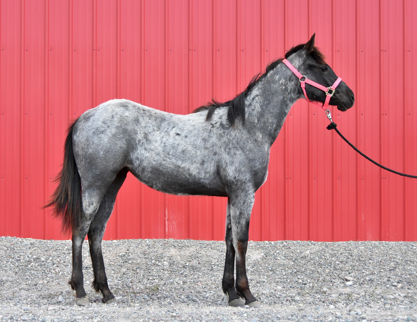 Blue Roan quarter horse mare in pink halter, standing against red barn backdrop in Waterton, Alberta. Barn name, "Maui," Registered Name "RHR Givem Bluewaves"