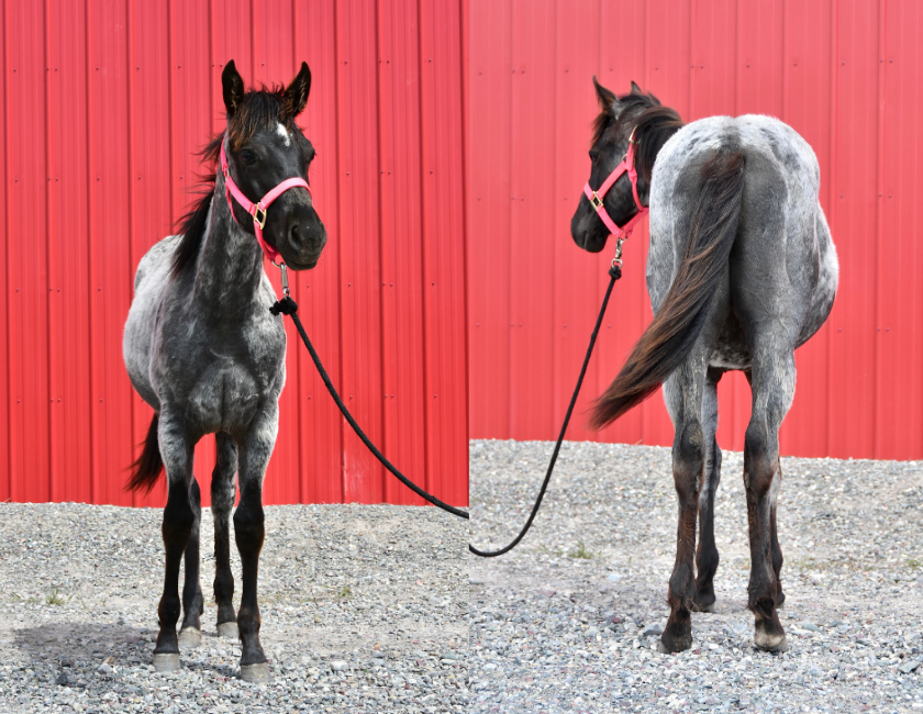 Blue Roan quarter horse mare in pink halter, standing against red barn backdrop in Waterton, Alberta. Barn name, "Maui," Registered Name "RHR Givem Bluewaves"
