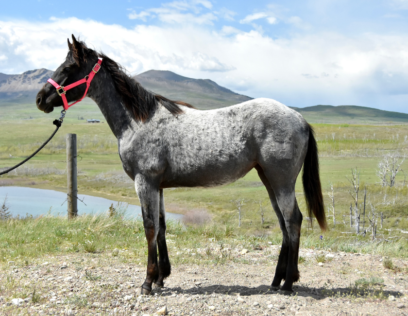 Blue Roan quarter horse mare in pink halter, standing against mountain backdrop in Waterton, Alberta. Barn name, "Maui," Registered Name "RHR Givem Bluewaves"