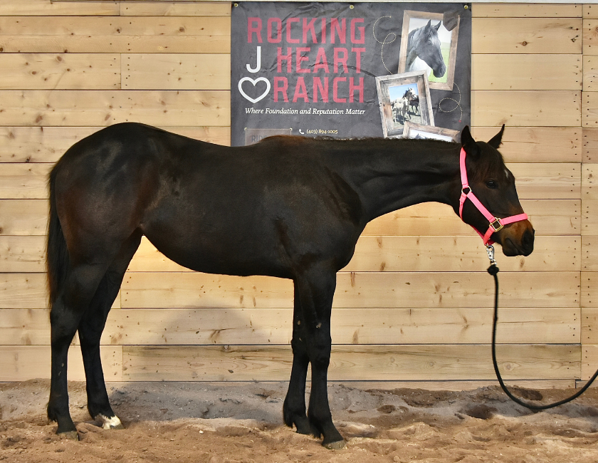 Black quarter horse mare in pink halter, standing against barn backdrop in Waterton, Alberta. Barn name, "Monaco," Registered Name "RHR Lady Hancock"