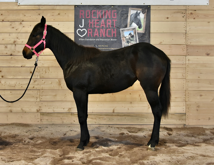 Black quarter horse mare in pink halter, standing against barn backdrop in Waterton, Alberta. Barn name, "Monaco," Registered Name "RHR Lady Hancock"