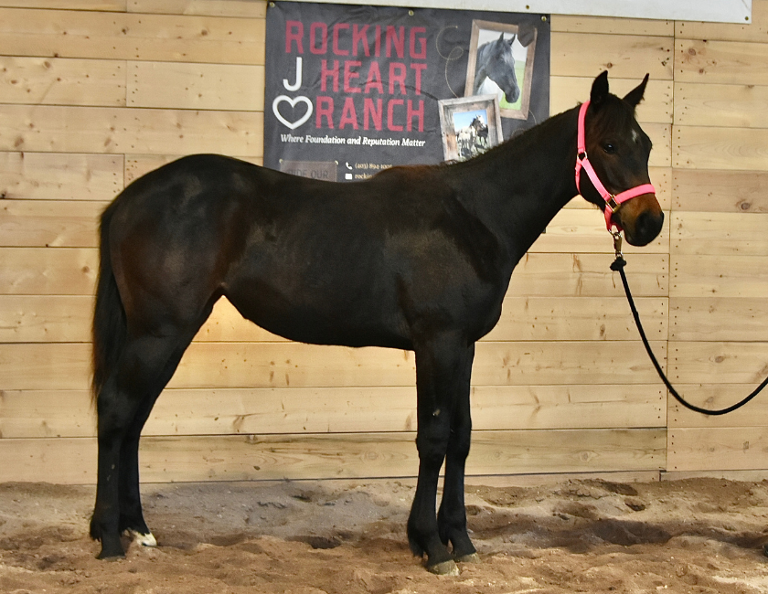 Black quarter horse mare in pink halter, standing against barn backdrop in Waterton, Alberta. Barn name, "Monaco," Registered Name "RHR Lady Hancock"