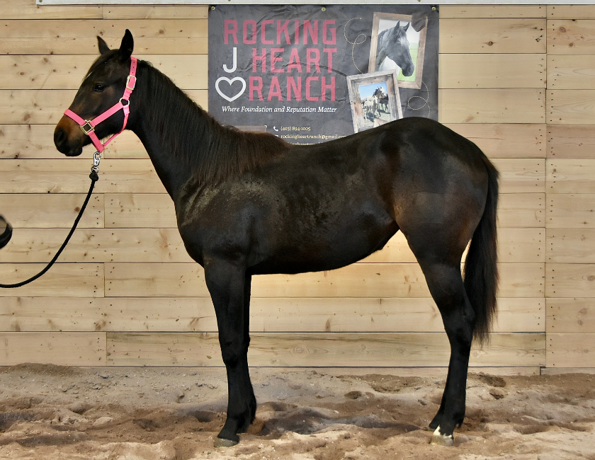 Black quarter horse mare in pink halter, standing against barn backdrop in Waterton, Alberta. Barn name, "Monaco," Registered Name "RHR Lady Hancock"