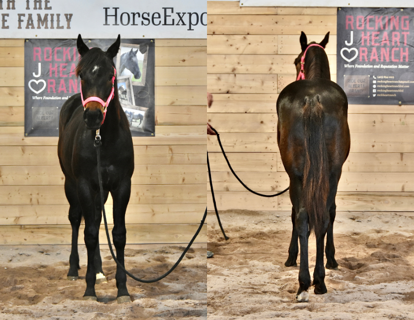 Black quarter horse mare in pink halter, standing against barn backdrop in Waterton, Alberta. Barn name, "Monaco," Registered Name "RHR Lady Hancock"