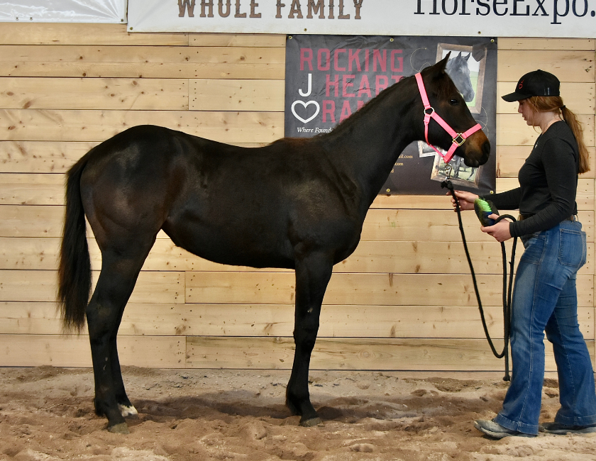 Black quarter horse mare in pink halter, standing against barn backdrop in Waterton, Alberta. Barn name, "Monaco," Registered Name "RHR Lady Hancock"