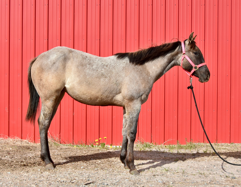 Buckskin quarter horse mare in pink halter, standing against red barn backdrop in Waterton, Alberta. Barn name, "Montego," Registered Name "RHR Goldun Duchess"