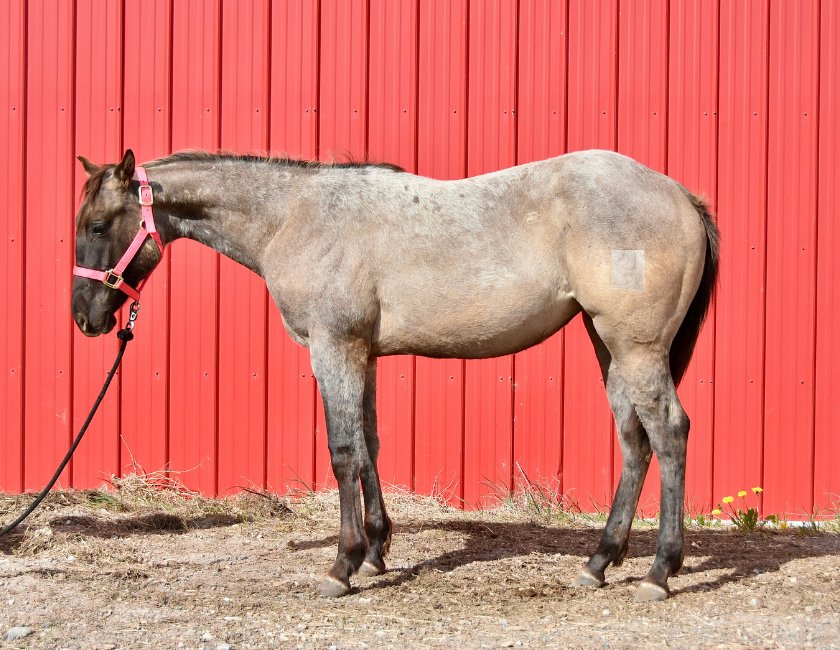 Buckskin quarter horse mare in pink halter, standing against mountain backdrop in Waterton, Alberta. Barn name, "Montego," Registered Name "RHR Goldun Duchess"