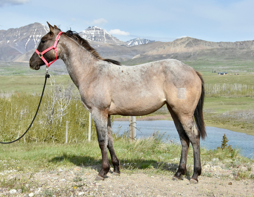 Buckskin quarter horse mare in pink halter, standing against mountain backdrop in Waterton, Alberta. Barn name, "Montego," Registered Name "RHR Goldun Duchess"