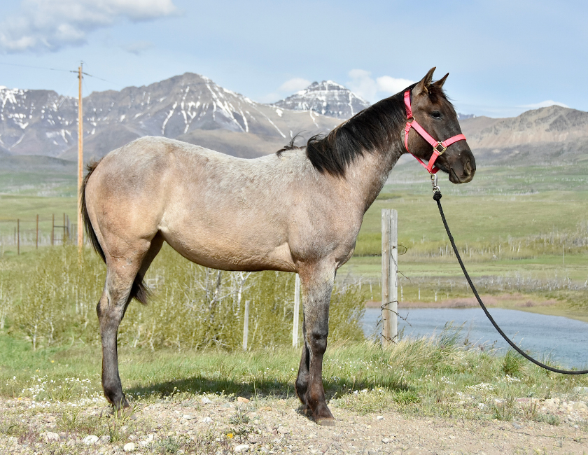 Buckskin quarter horse mare in pink halter, standing against mountain backdrop in Waterton, Alberta. Barn name, "Montego," Registered Name "RHR Goldun Duchess"