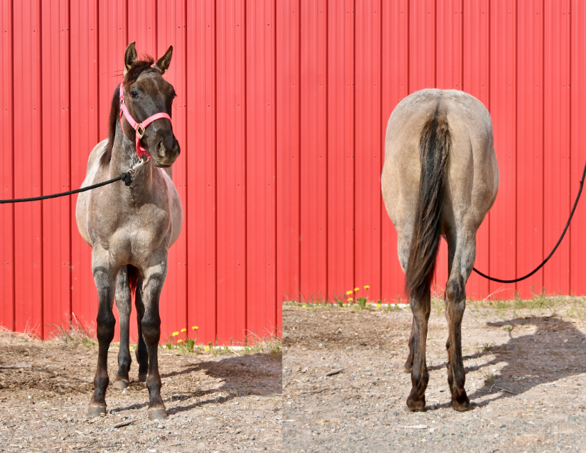 Buckskin quarter horse mare in pink halter, standing against red barn backdrop in Waterton, Alberta. Barn name, "Montego," Registered Name "RHR Goldun Duchess"