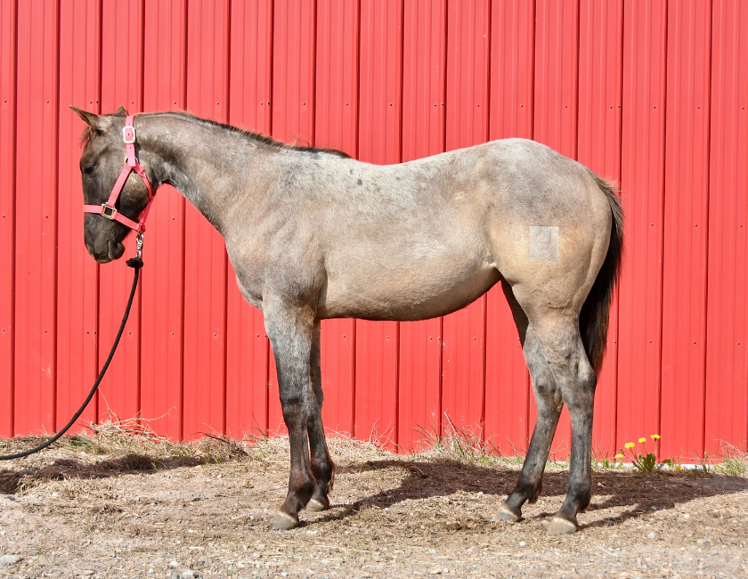 Buckskin quarter horse mare in pink halter, standing against red barn backdrop in Waterton, Alberta. Barn name, "Montego," Registered Name "RHR Goldun Duchess"