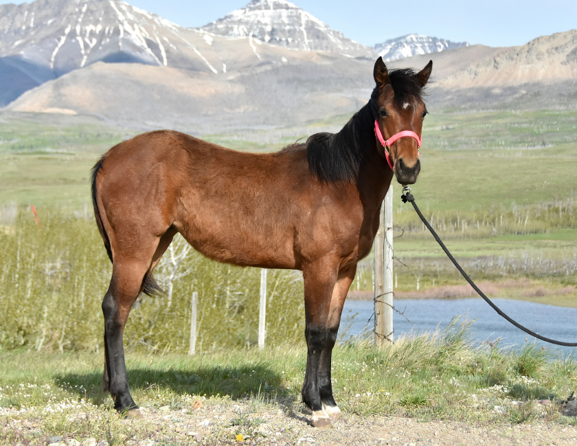 Bay quarter horse mare in pink halter, standing against mountain backdrop in Waterton, Alberta. Barn name, "Paris," Registered Name "RHR Gunpowder Gal"