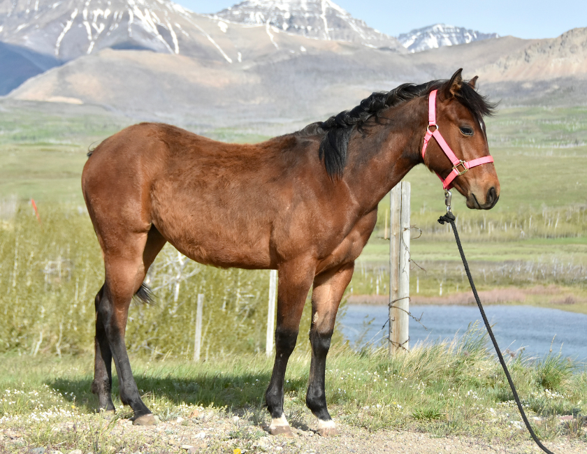 Bay quarter horse mare in pink halter, standing against mountain backdrop in Waterton, Alberta. Barn name, "Paris," Registered Name "RHR Gunpowder Gal"