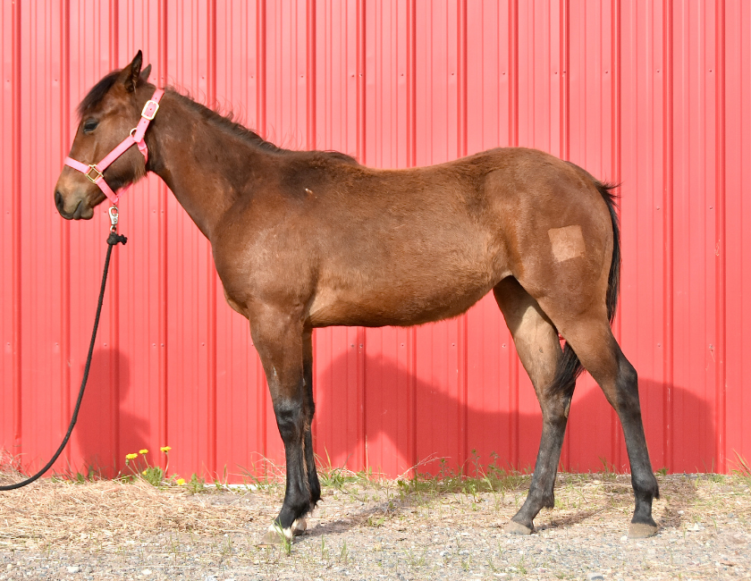 Bay quarter horse mare in pink halter, standing against red barn backdrop in Waterton, Alberta. Barn name, "Paris," Registered Name "RHR Gunpowder Gal"