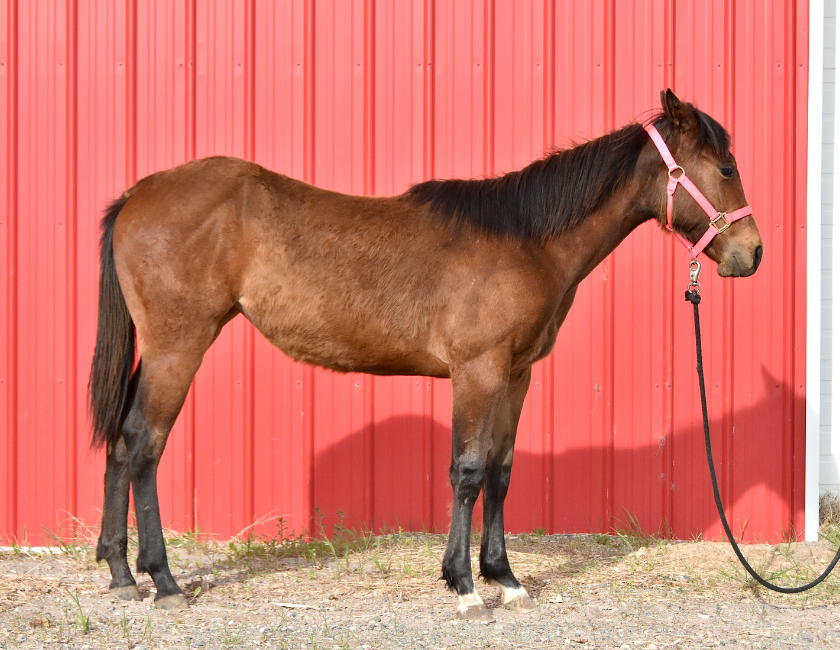 Bay quarter horse mare in pink halter, standing against red barn backdrop in Waterton, Alberta. Barn name, "Paris," Registered Name "RHR Gunpowder Gal"