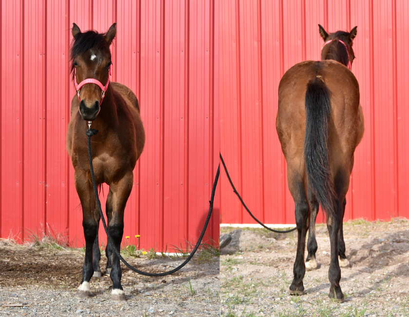 Bay quarter horse mare in pink halter, standing against red barn backdrop in Waterton, Alberta. Barn name, "Paris," Registered Name "RHR Gunpowder Gal"