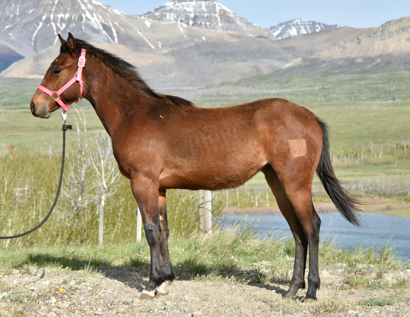 Bay quarter horse mare in pink halter, standing against mountain backdrop in Waterton, Alberta. Barn name, "Paris," Registered Name "RHR Gunpowder Gal"