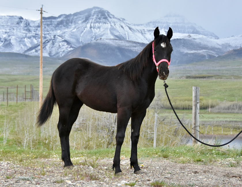Black quarter horse mare in pink halter, standing against a mountain backdrop in Waterton, Alberta. Barn name, "Samoa," Registered Name "RHR Onyx Empress"
