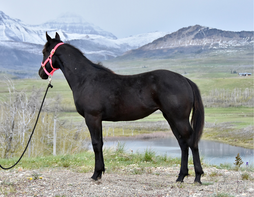 Black quarter horse mare in pink halter, standing against a mountain backdrop in Waterton, Alberta. Barn name, "Samoa," Registered Name "RHR Onyx Empress"