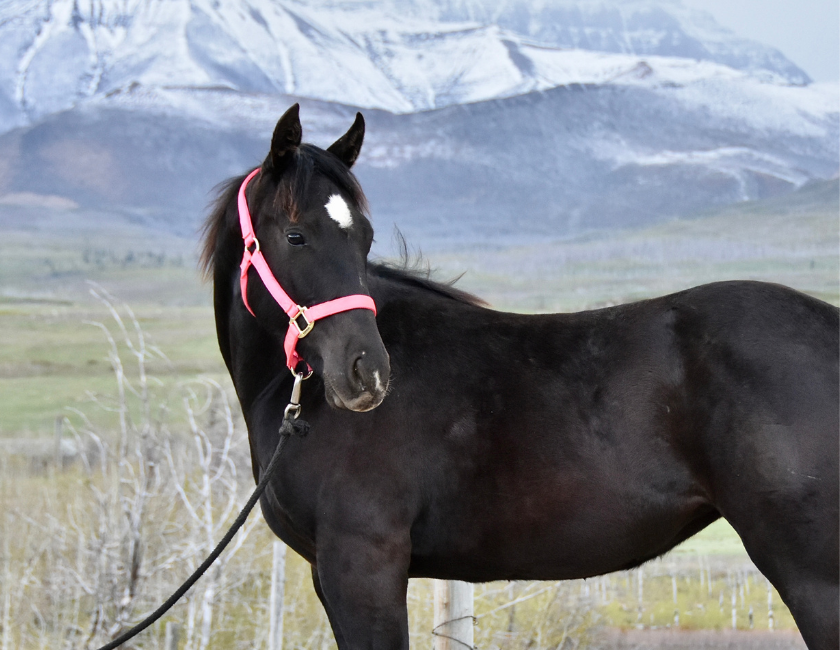Black quarter horse mare in pink halter, standing against a mountain backdrop in Waterton, Alberta. Barn name, "Samoa," Registered Name "RHR Onyx Empress"