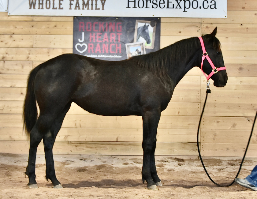 Black quarter horse mare in pink halter, standing against wooden barn in Waterton, Alberta. Barn name, "Samoa," Registered Name "RHR Onyx Empress"