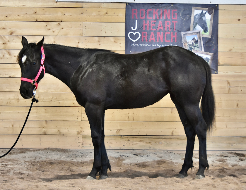 Black quarter horse mare in pink halter, standing against wooden barn in Waterton, Alberta. Barn name, "Samoa," Registered Name "RHR Onyx Empress"