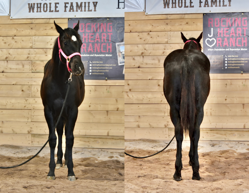 Black quarter horse mare in pink halter, standing against a wooden barn in Waterton, Alberta. Barn name, "Samoa," Registered Name "RHR Onyx Empress"